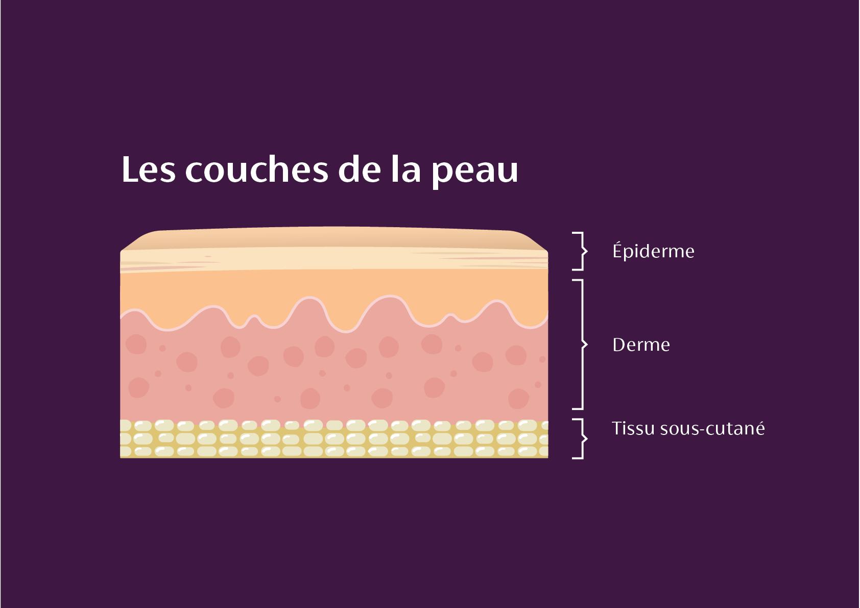 Les couches de la peau